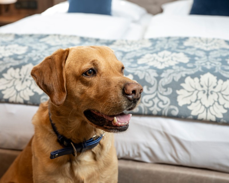 Haushund Oskar © Lorenz Masser