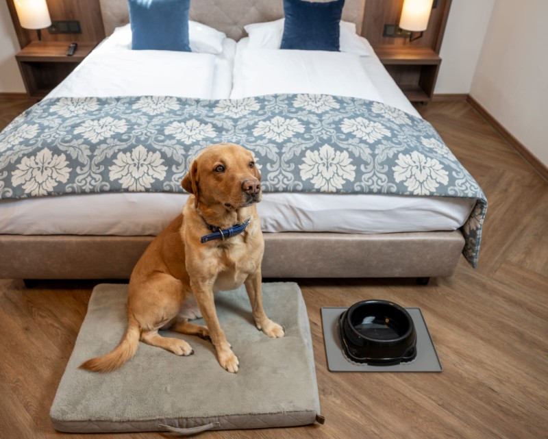 Oskar, der Haushund © Lorenz Masser