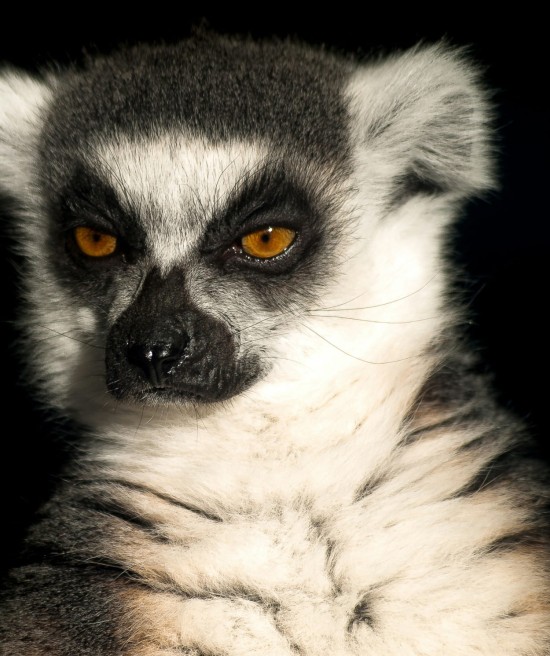 Katta © William Warby auf unsplash.com