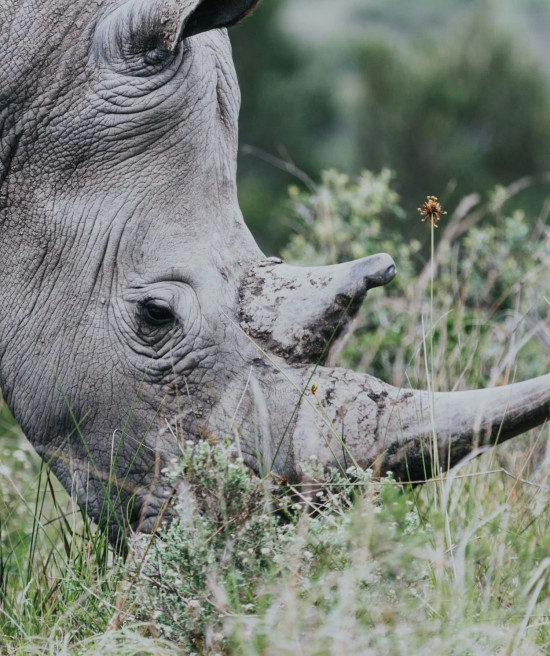 Nashorn © Vaughn Wright auf unsplash.com